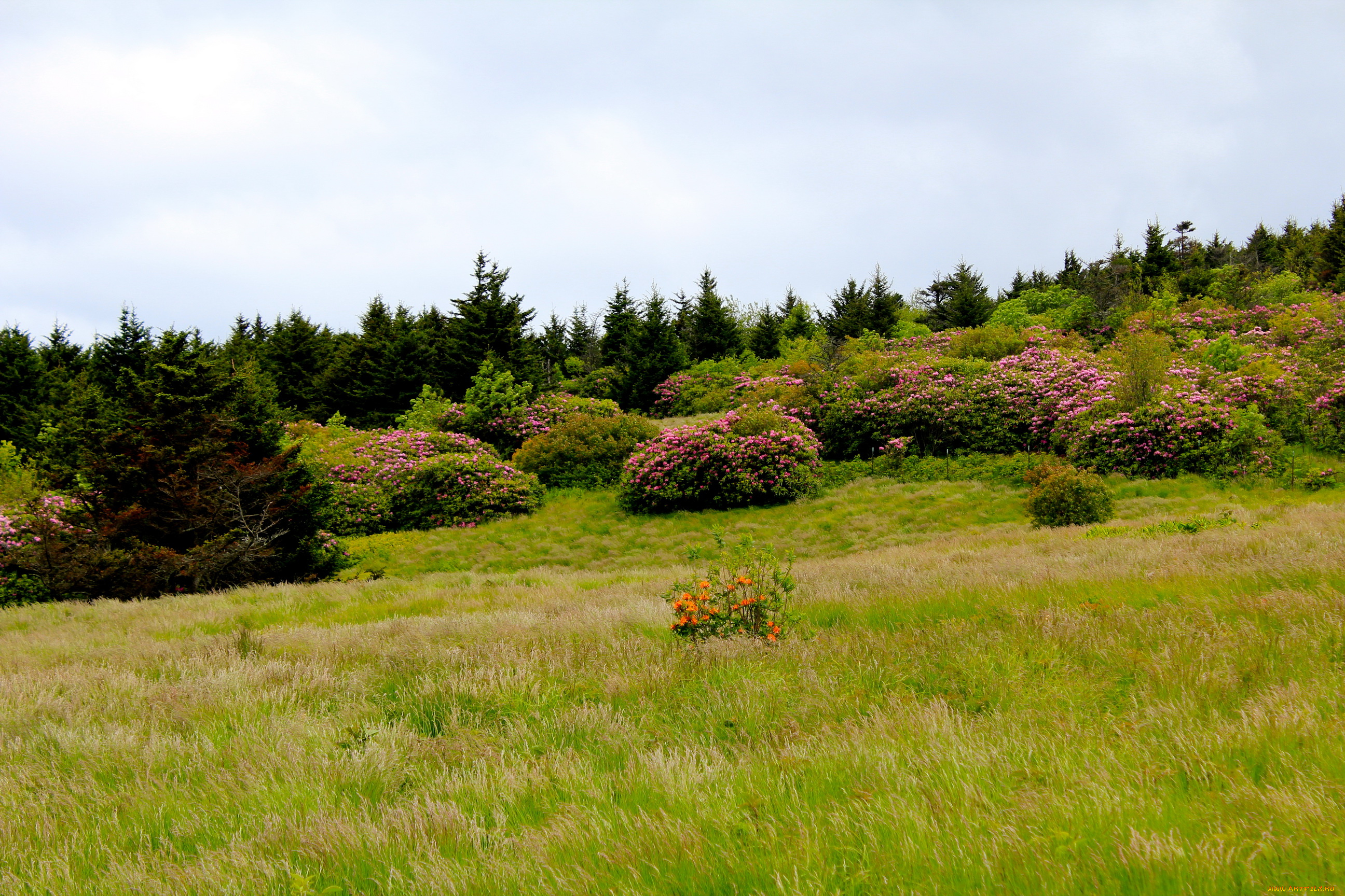 mountain, rhododendrons, north, carolina, природа, пейзажи, кусты, родендромы