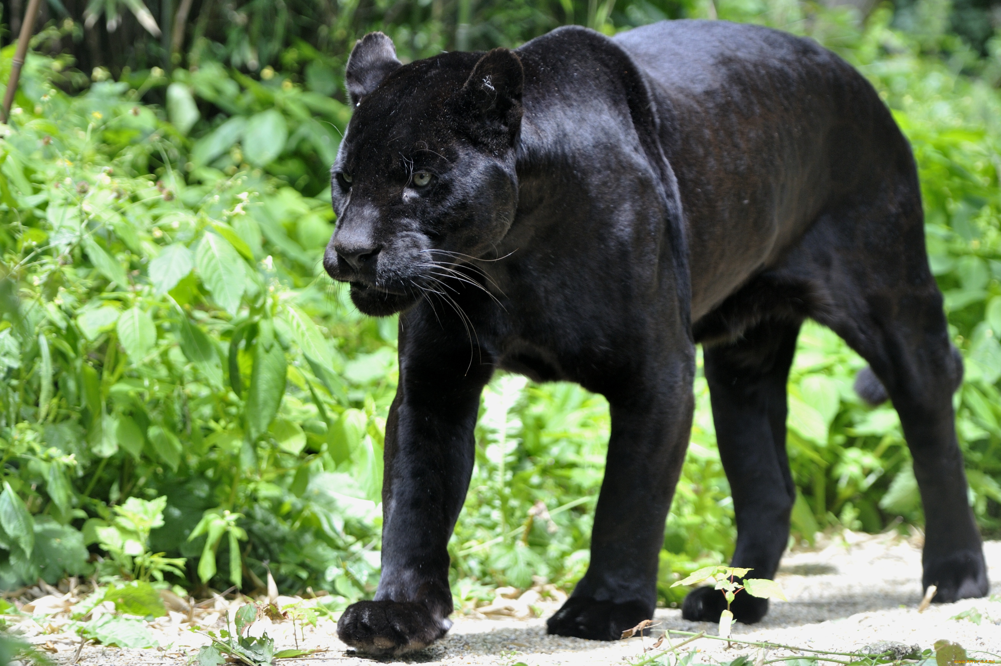 Любимец черной пантеры