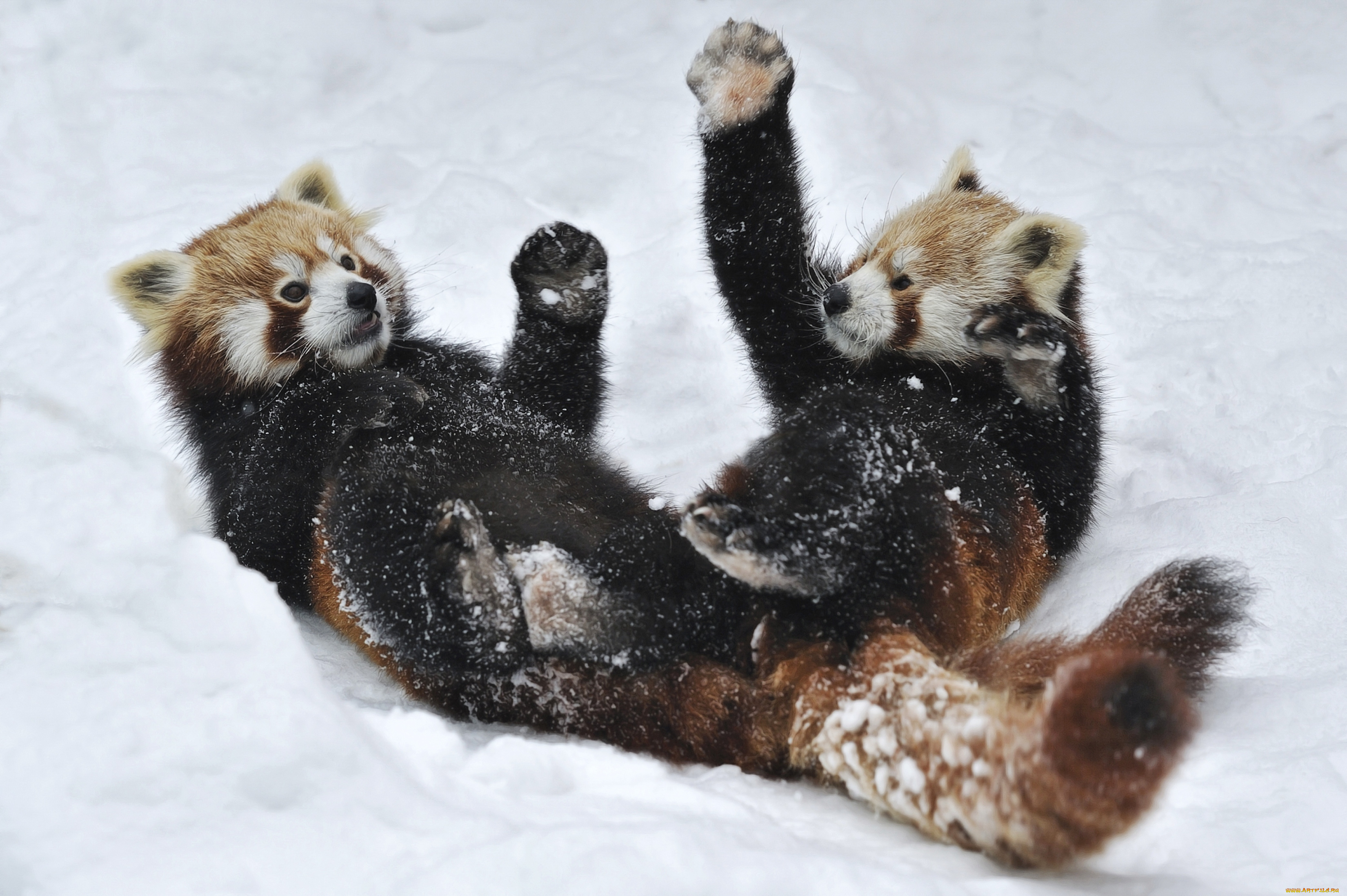 животные, панды, игра, снег, забавные
