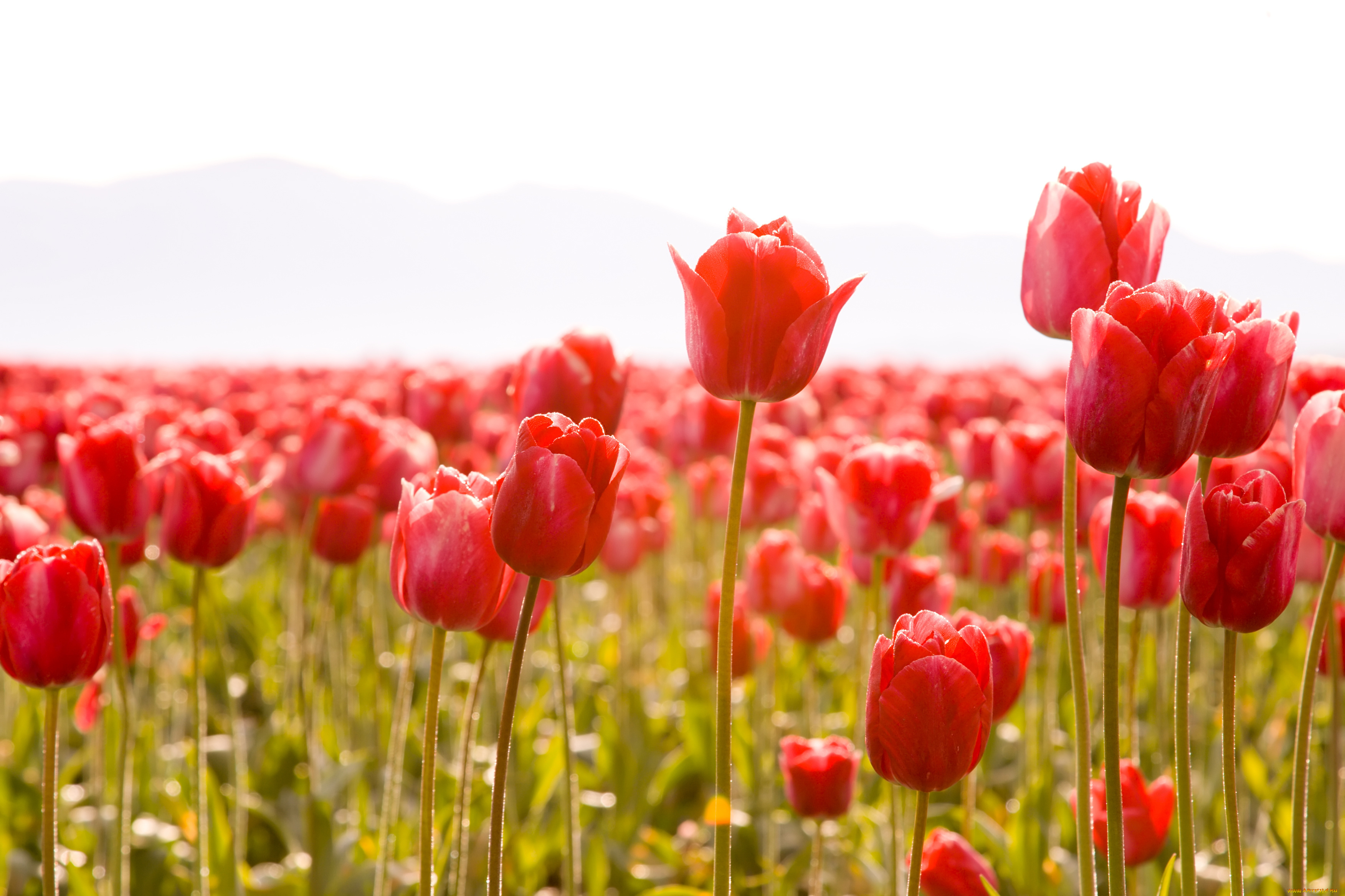 цветы, тюльпаны, поле, красные