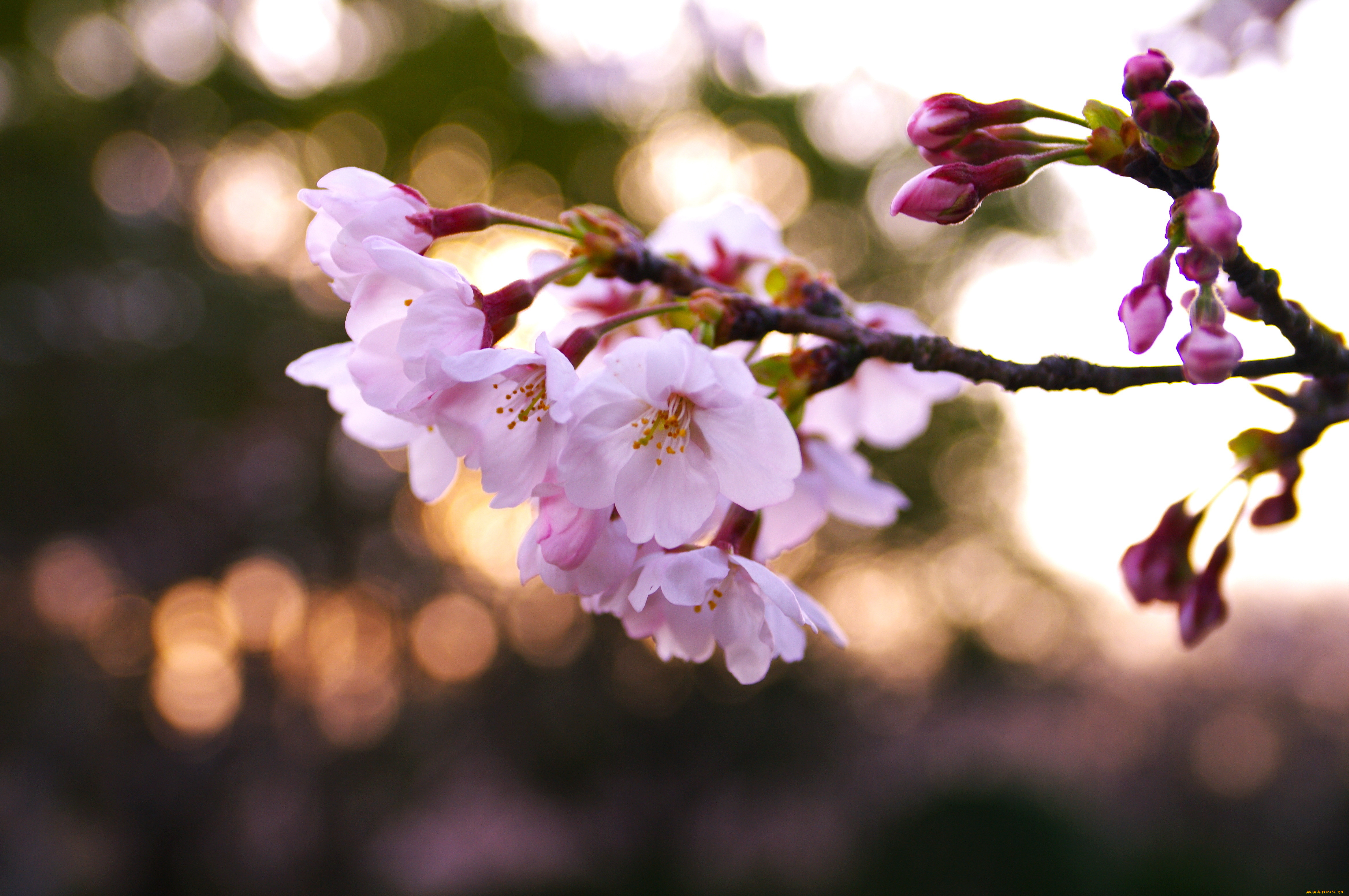 цветы, сакура, вишня, весна, дерево, цветение