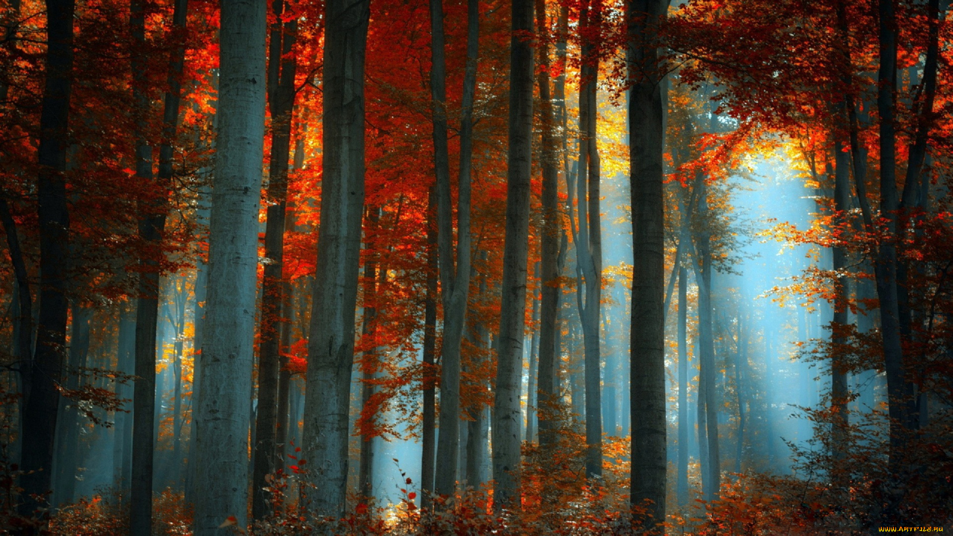 природа, лес, дымка, туман, магический, осины, листва, осень