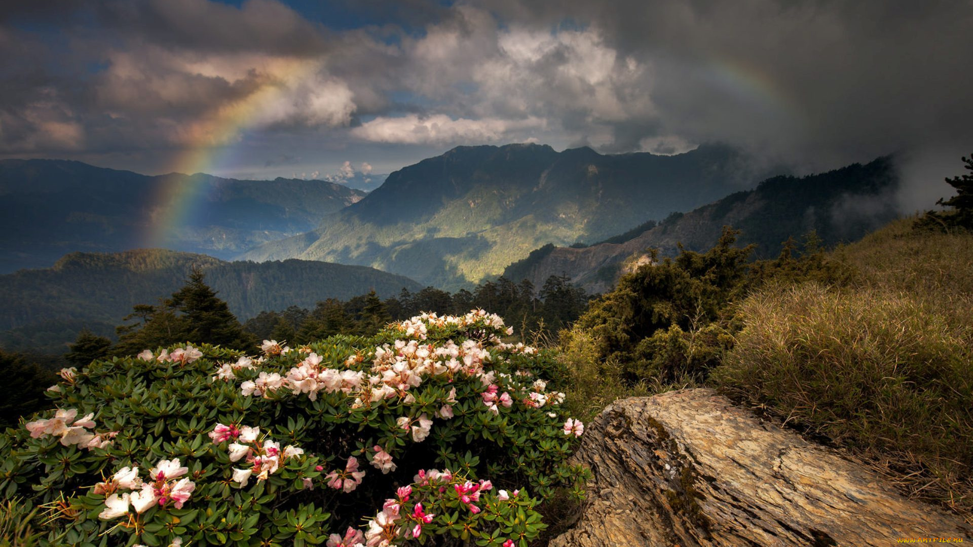 природа, радуга, цветы, горы