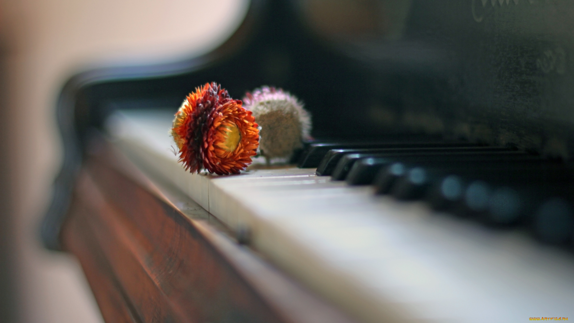музыка, -музыкальные, инструменты, цветок, пианино
