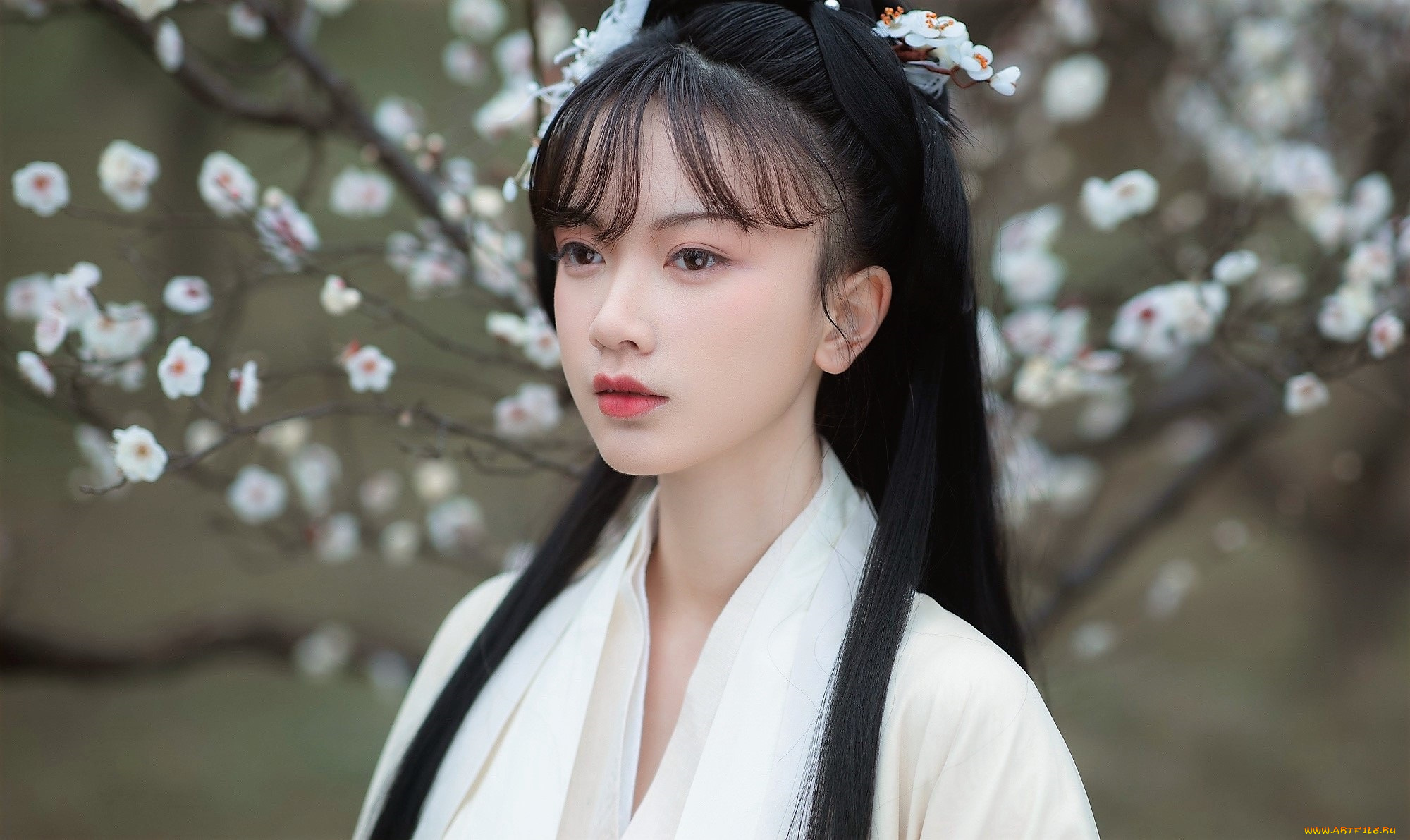 девушки, -, азиатки, лицо, кимоно, дерево, цветение