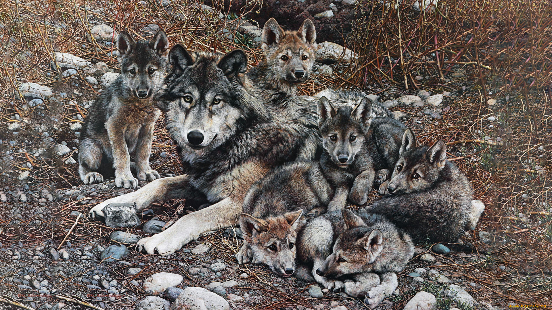 295411, рисованное, животные, , волки, волк, волчата