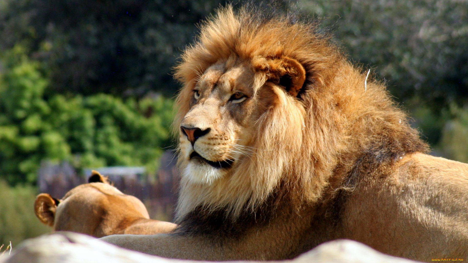 животные, львы, царь, зверей