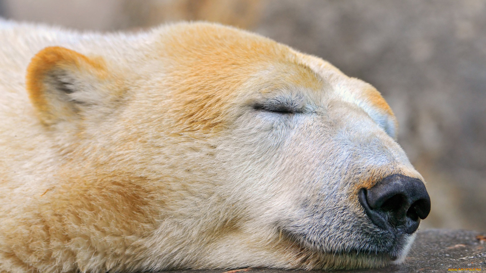 животные, медведи, sleeping, polar, bear, спящий, медведь, белый