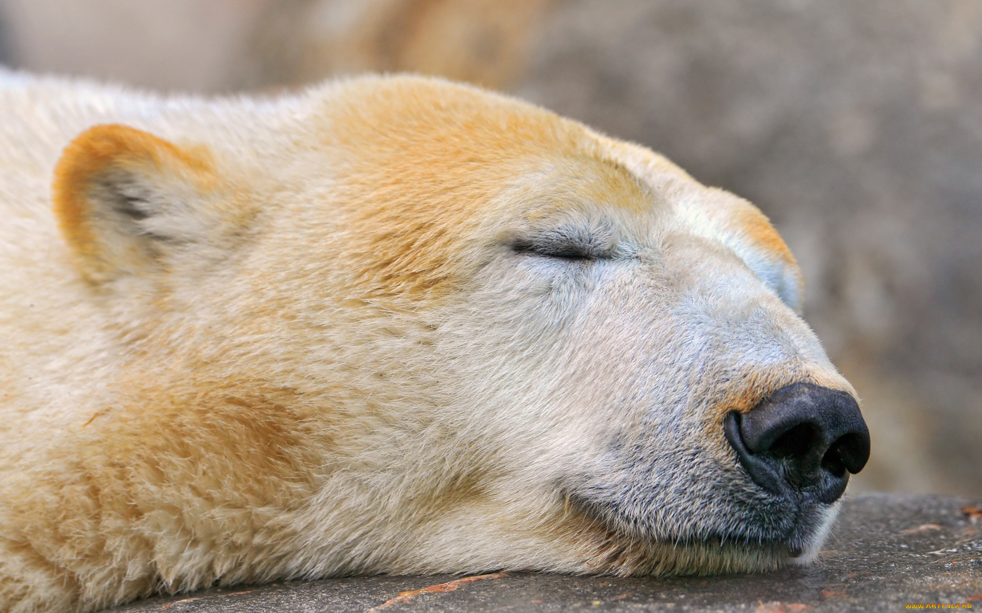 животные, медведи, sleeping, polar, bear, спящий, медведь, белый