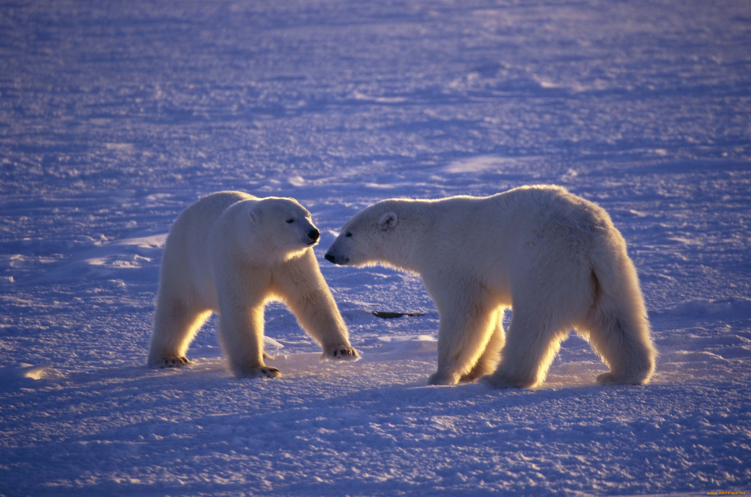 медведь белый медведь арктика лед загрузить
