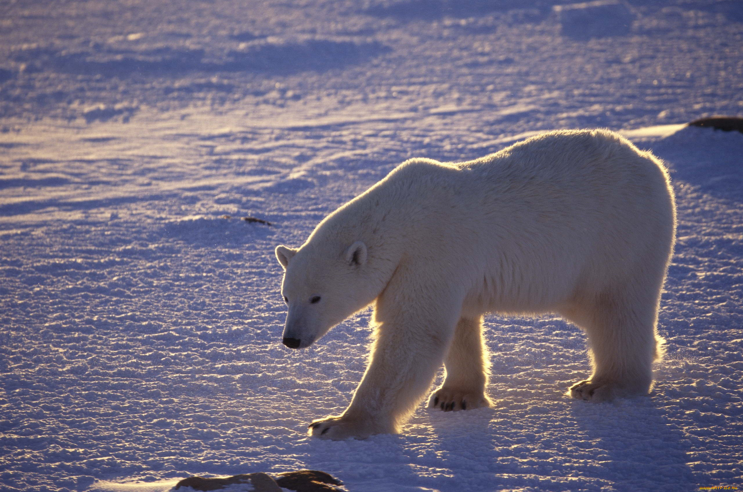 медведь белый медведь арктика лед загрузить