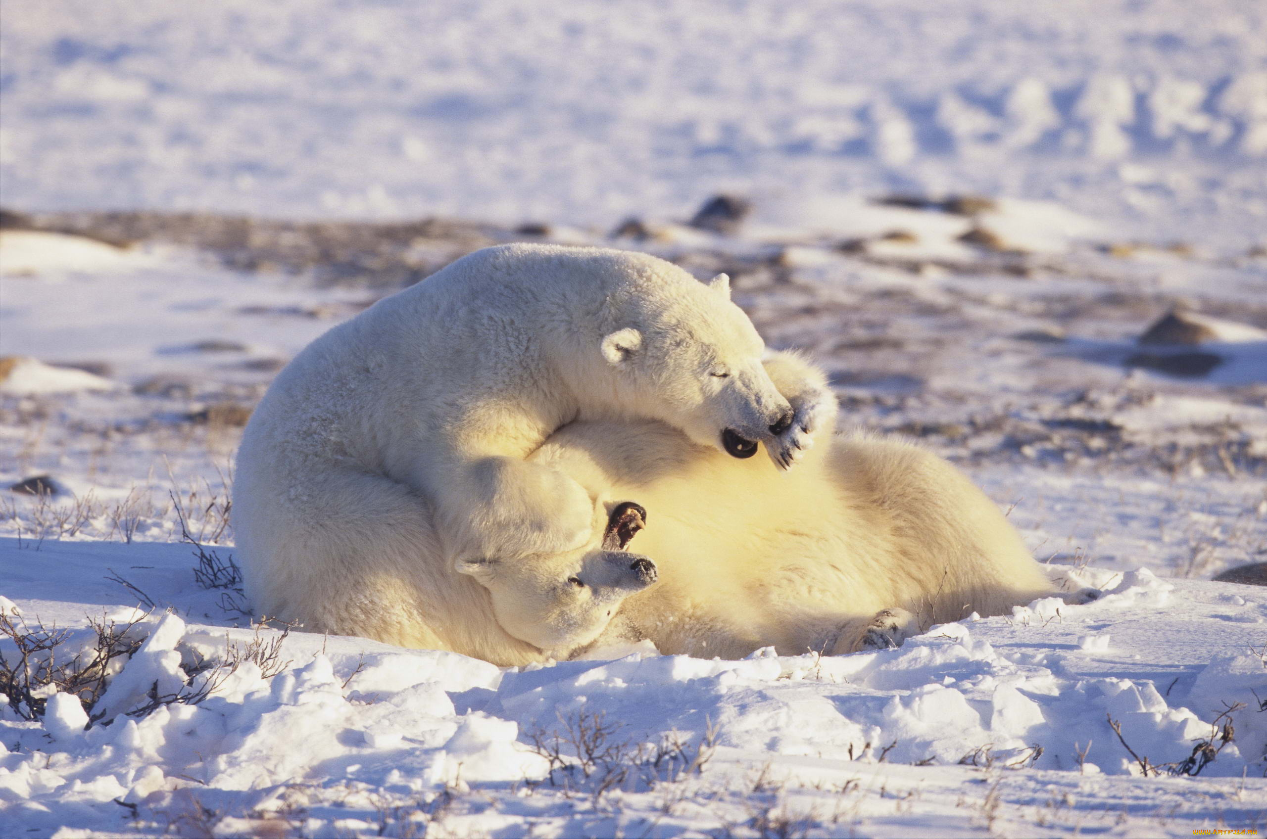 Арктика жизнь белого медведя. Белые медведи в Арктике. Белый медведь в Заполярье. Животные Арктики белый медведь. Белые медведи на Камчатке.