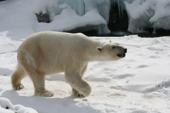 Картинка животные медведи арктика белый медведь
