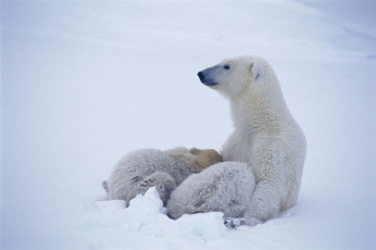 Картинка животные медведи белые арктика медведица медвежата