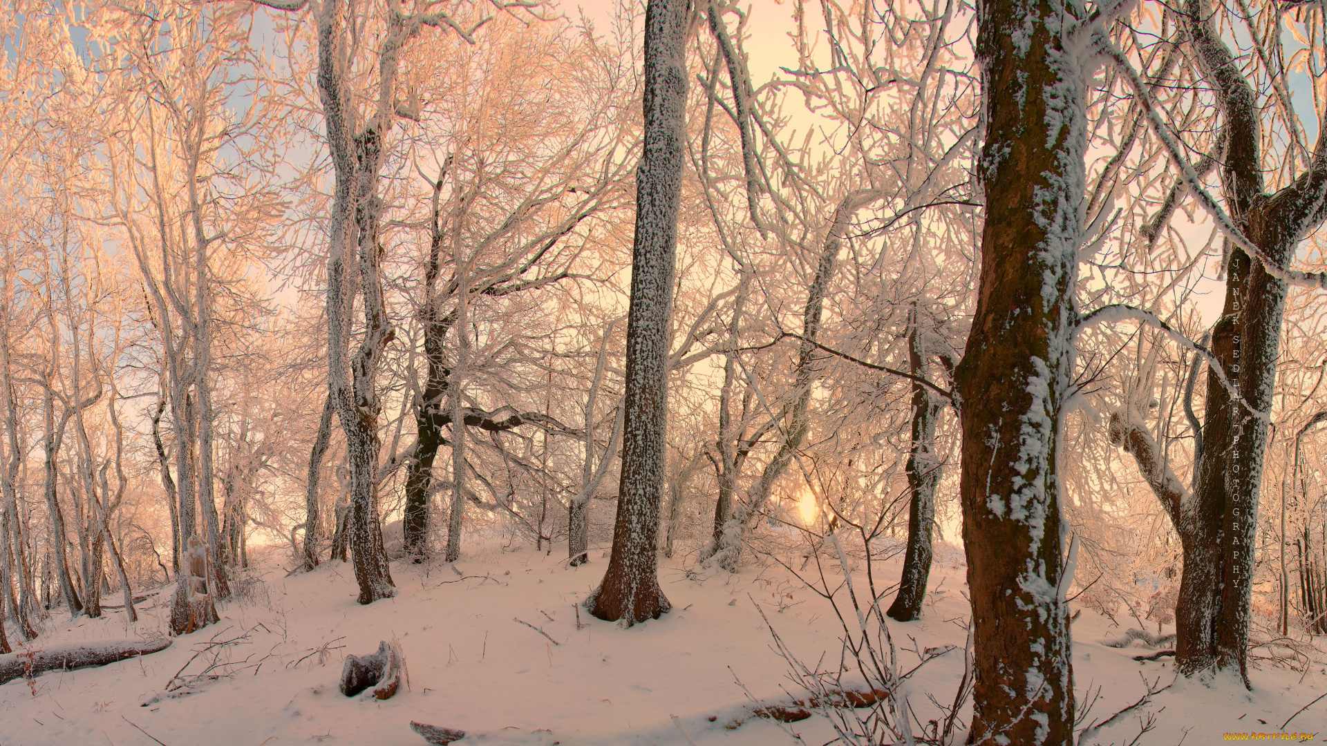 природа, зима, закат, деревья, лес, пейзаж