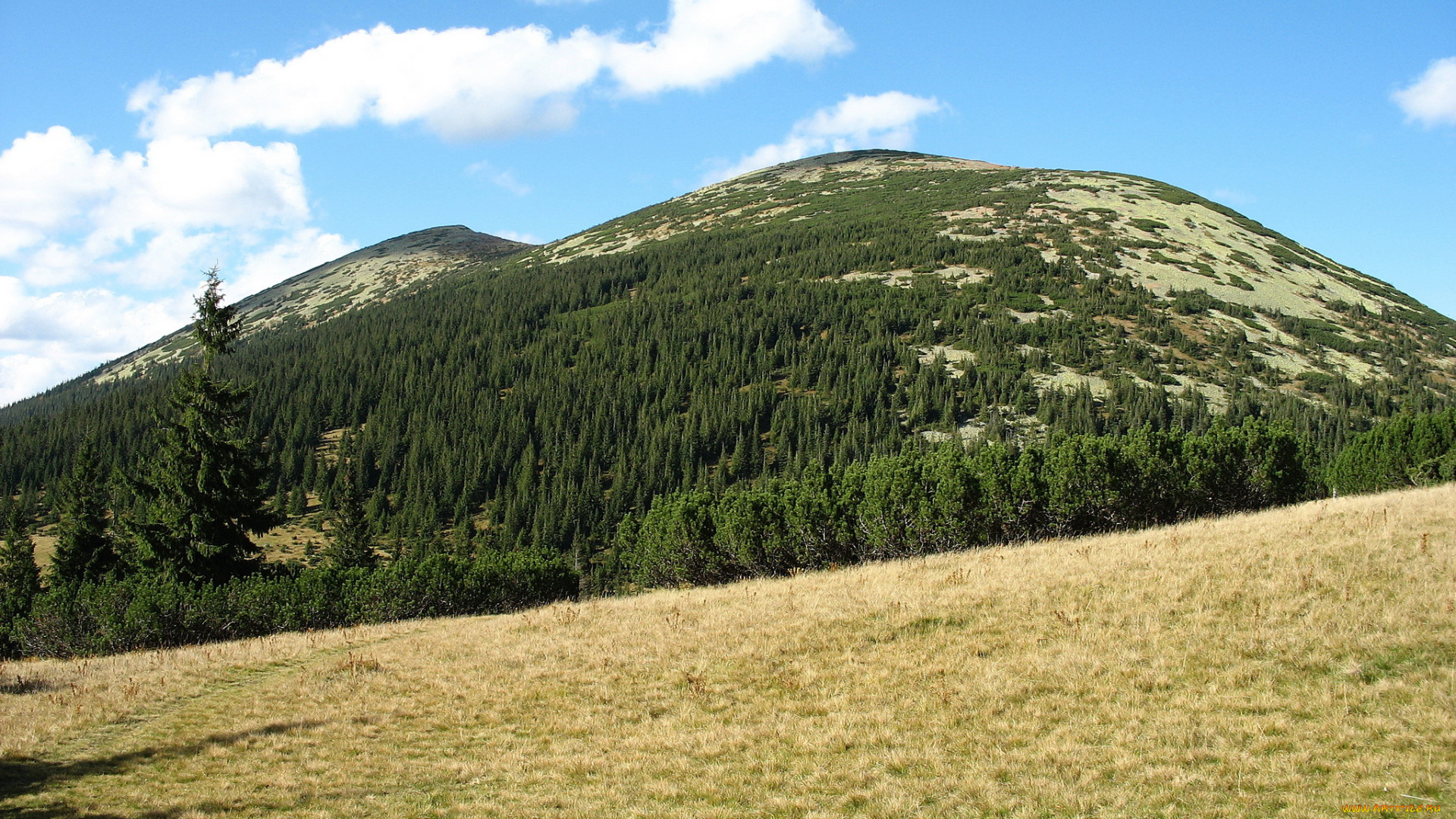 украина, закарпатье, сивуля, лопушна, природа, горы