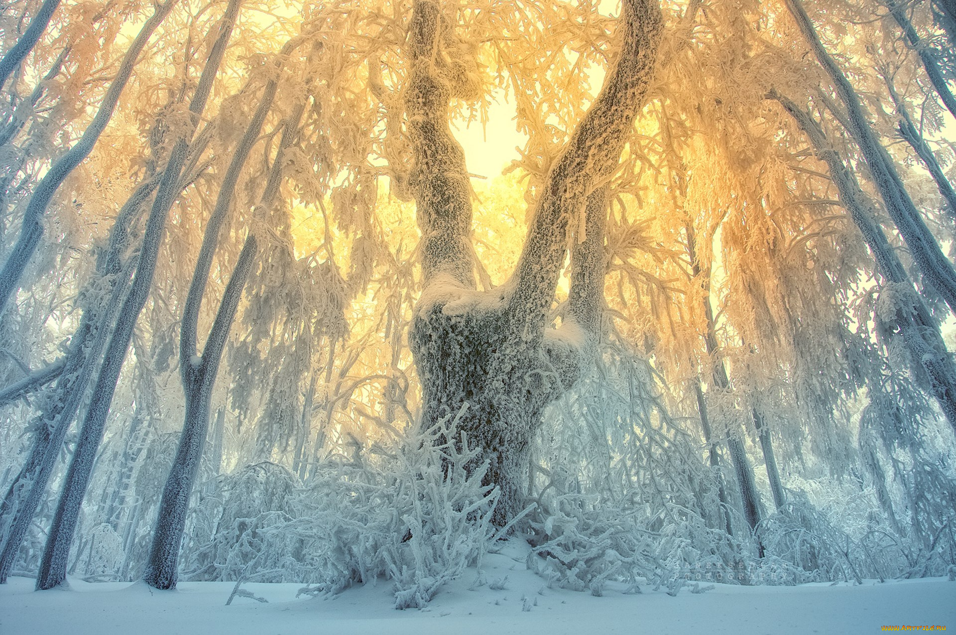 природа, зима, закат, деревья, снег, лес