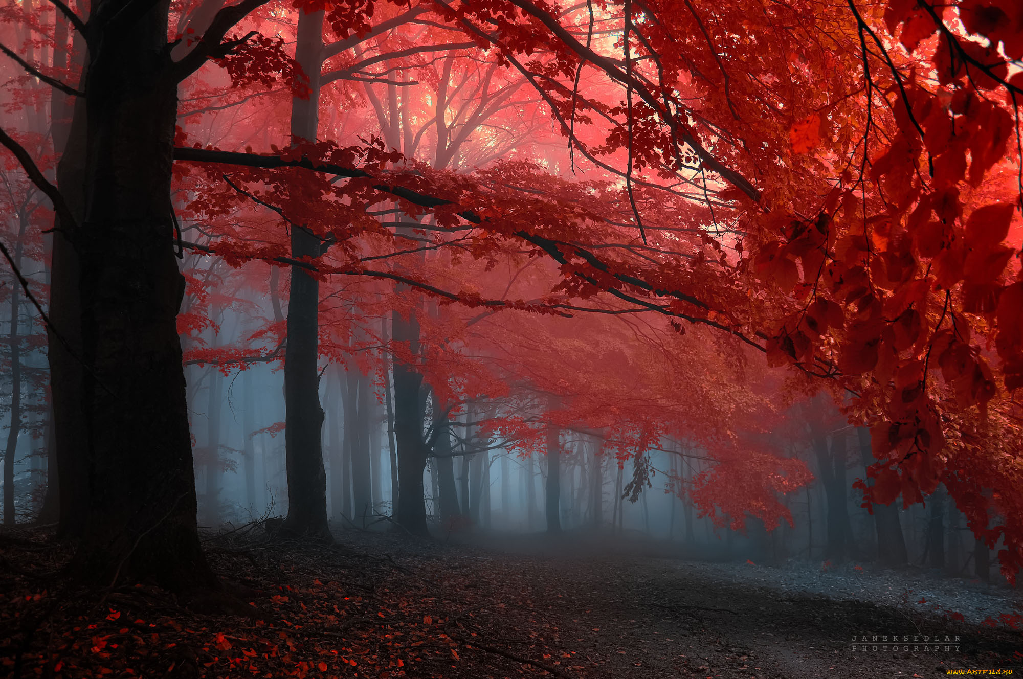 природа, лес, осень, туман