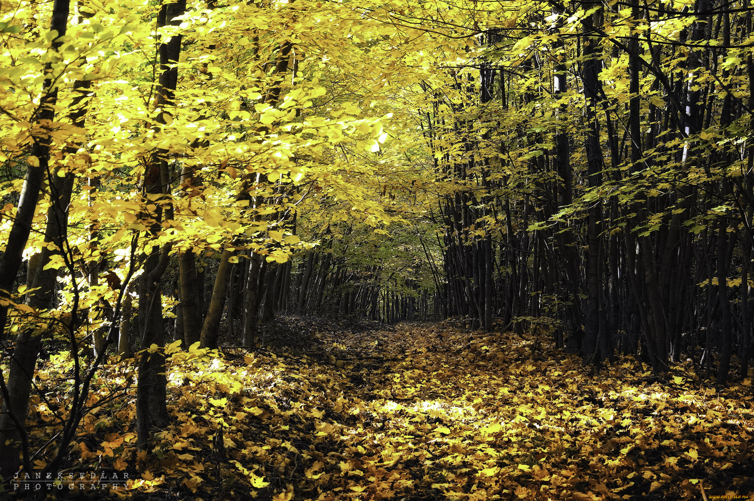 природа, лес, пейзаж, осень