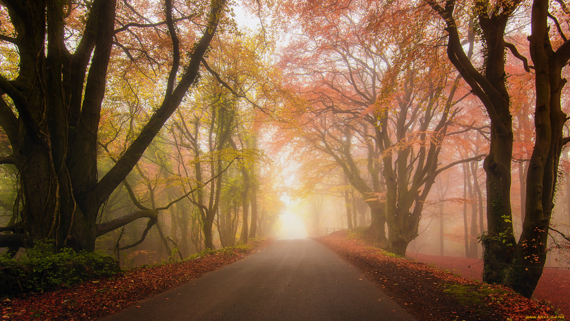природа, дороги, осень, туман, дорога, парк, лес