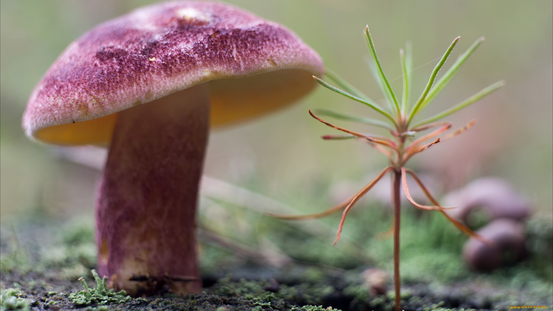природа, грибы, мох, растение, гриб