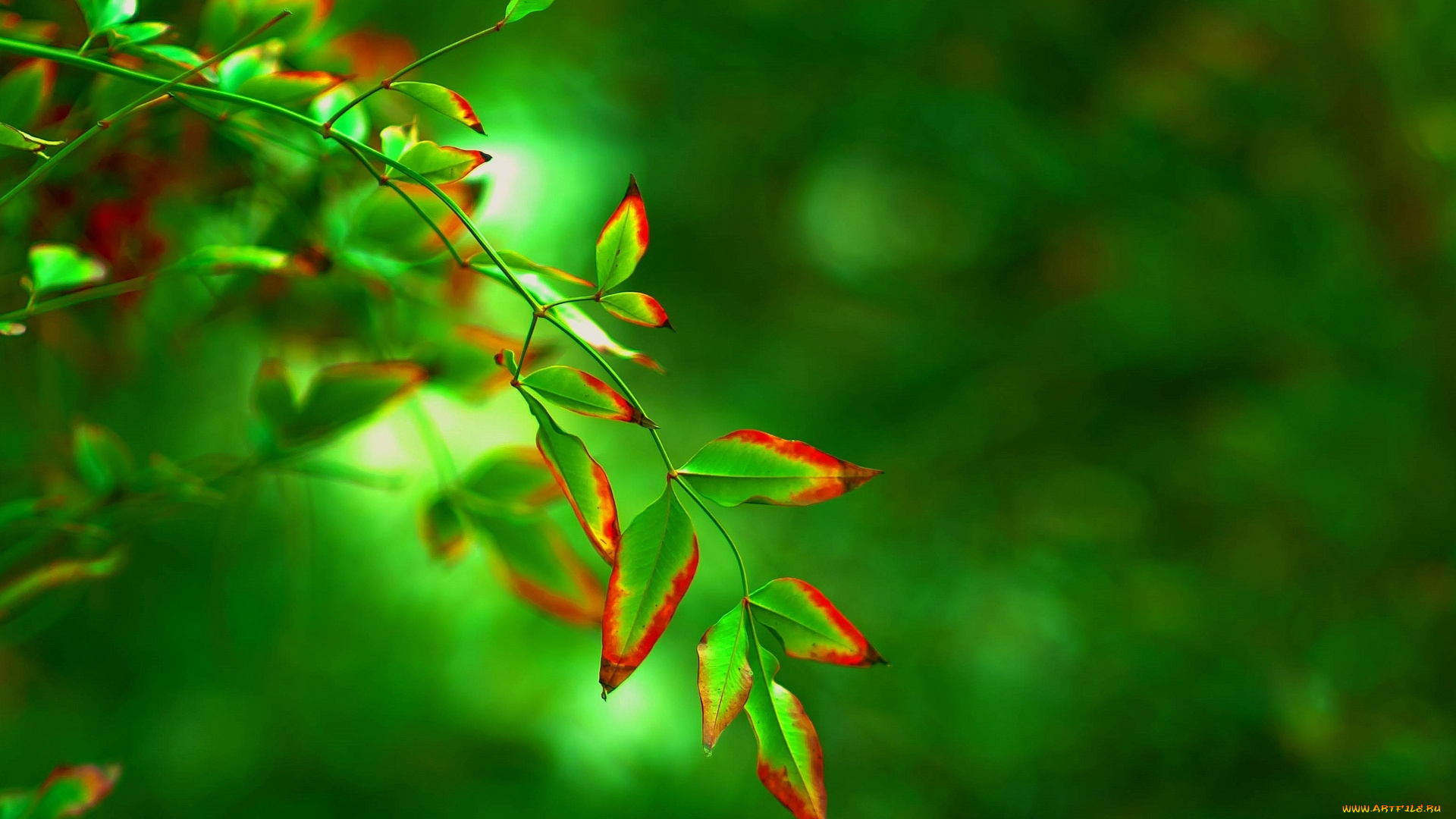 природа, листья, фон, размытие, дерево, зеленый, листочек, листик, форма, макро, красный