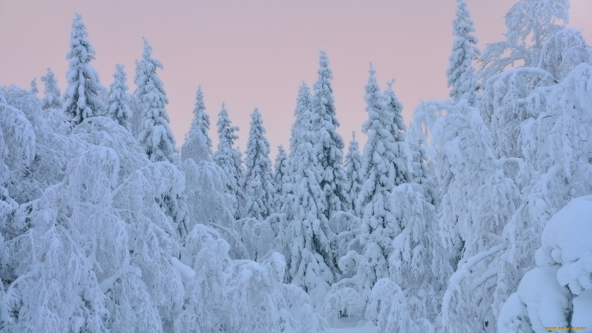 природа, зима, деревья, снег, елки