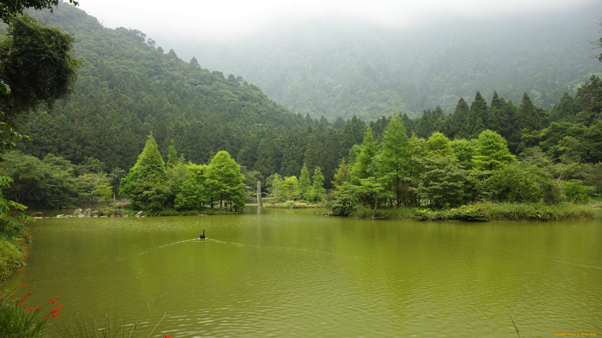 тайвань, природа, реки, озера, кусты, деревья, река, парк
