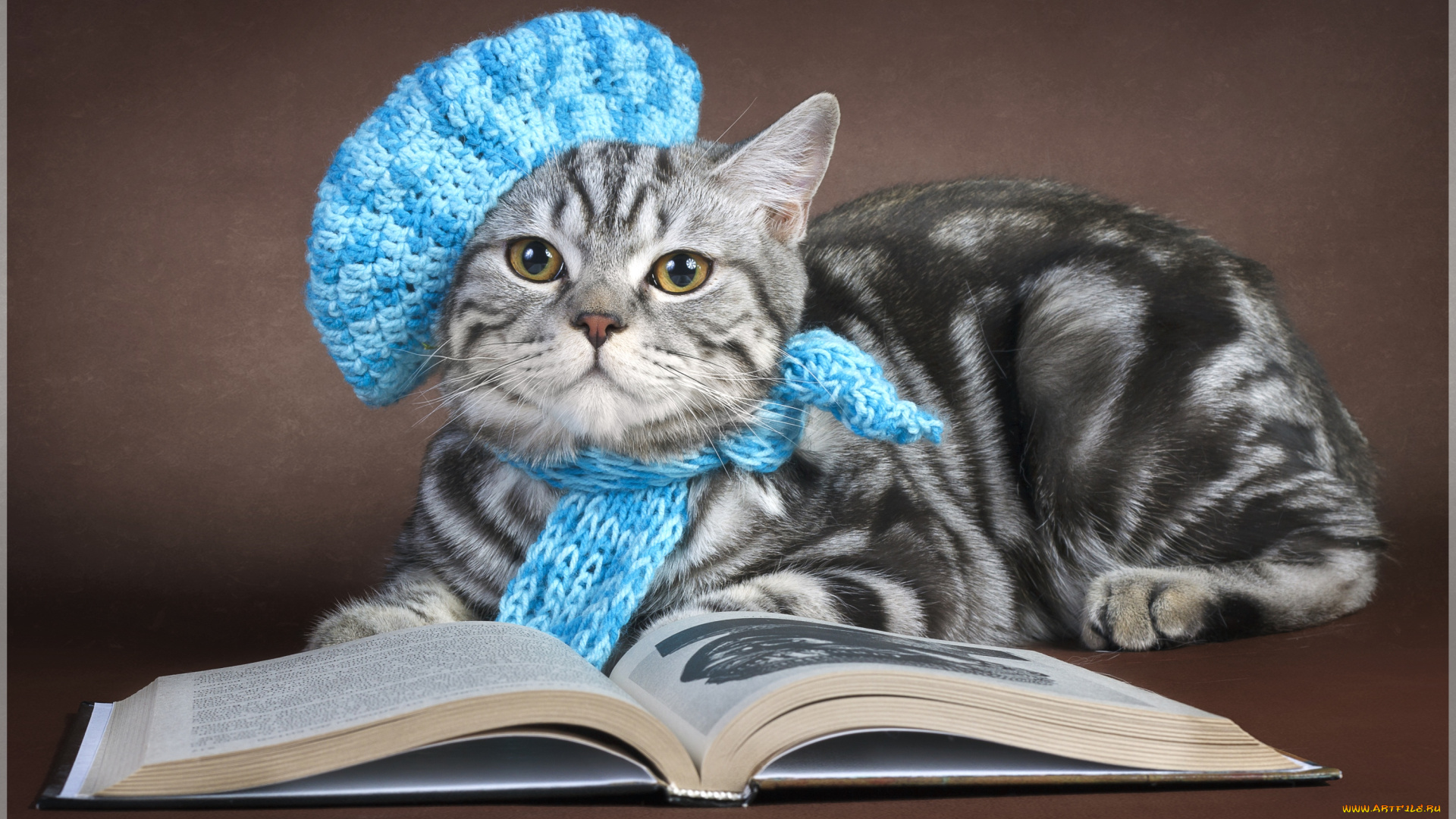 животные, коты, берет, книга