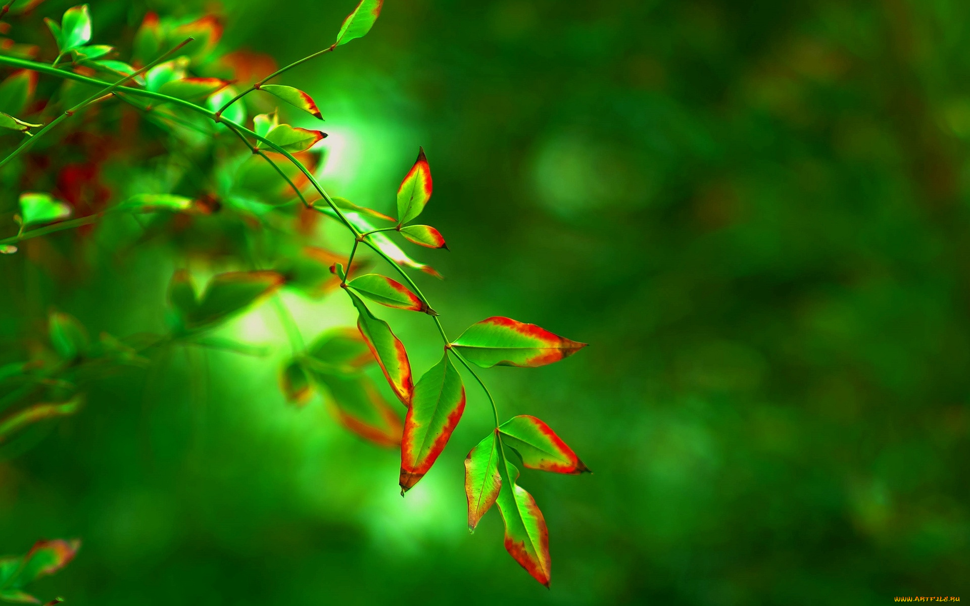природа, листья, фон, размытие, дерево, зеленый, листочек, листик, форма, макро, красный
