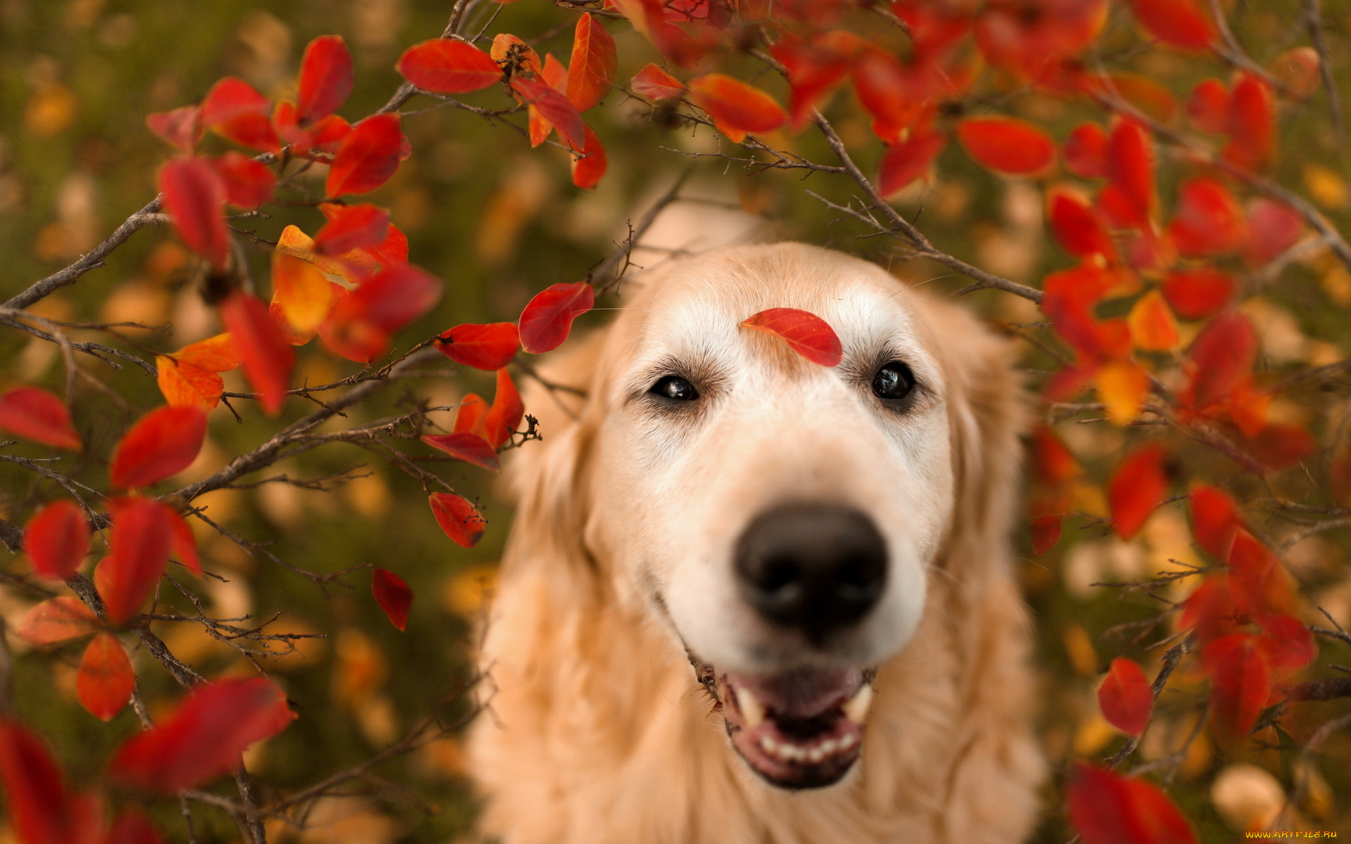 животные, собаки, природа, листья