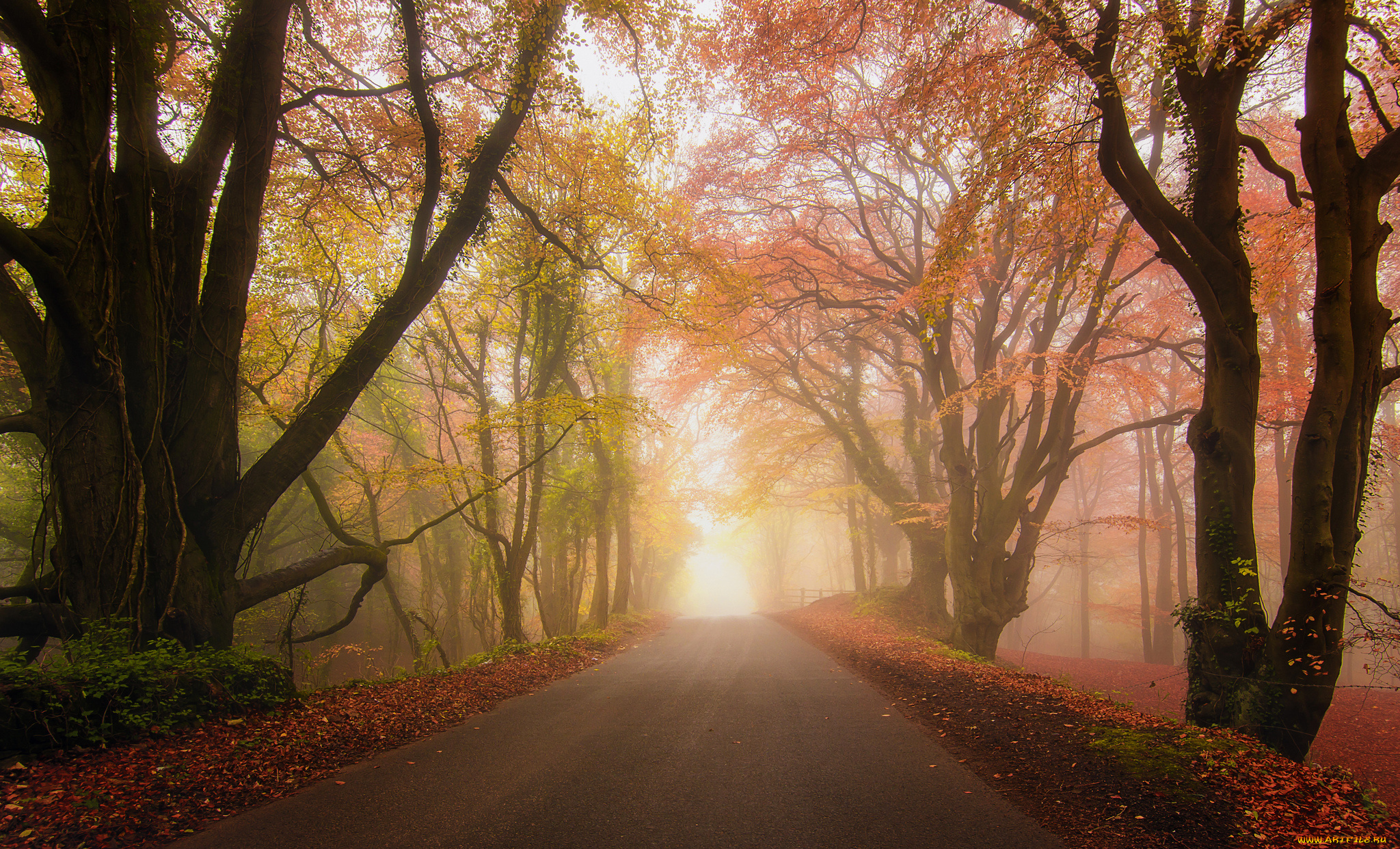 природа, дороги, осень, туман, дорога, парк, лес