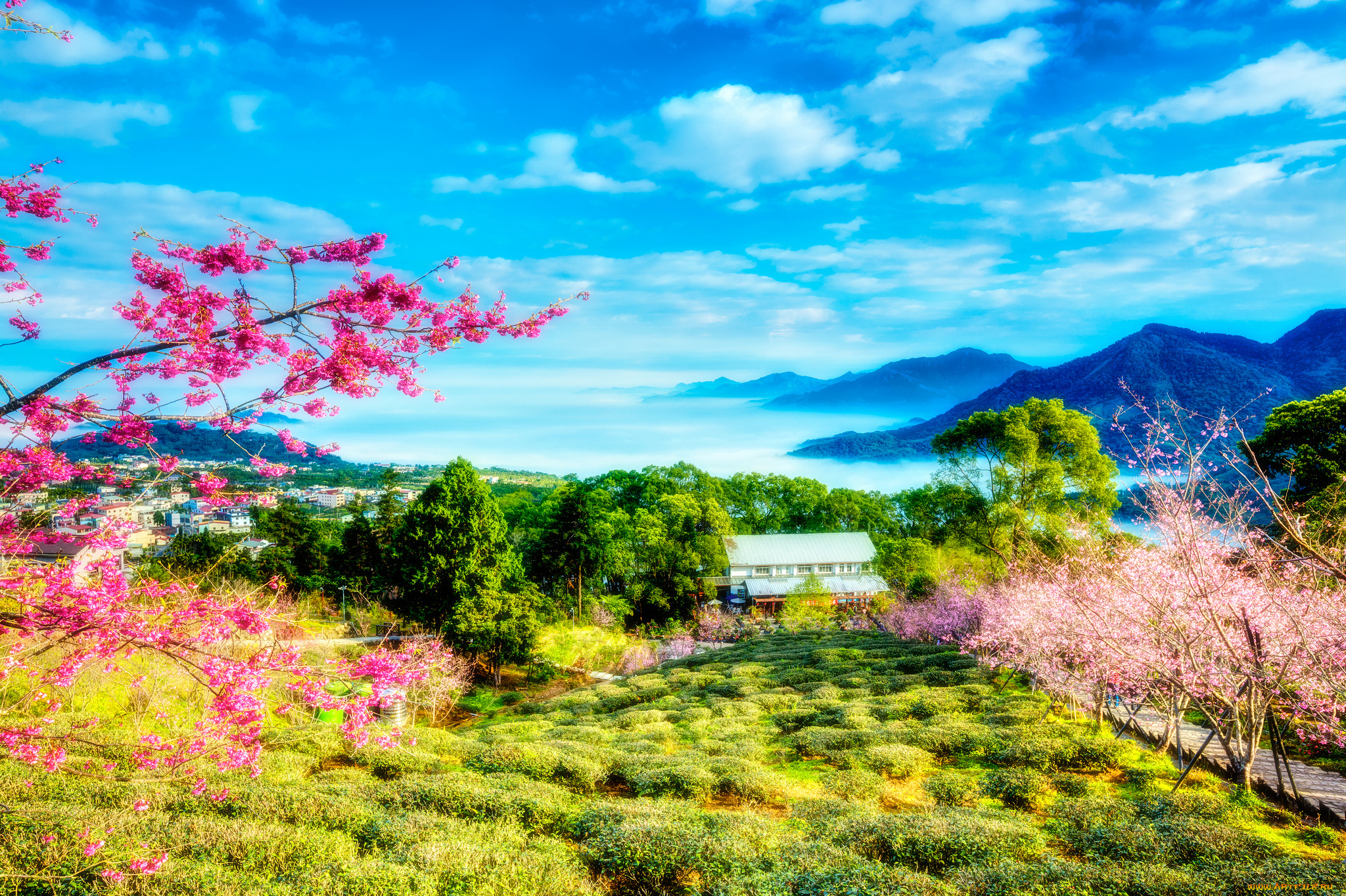 природа, пейзажи, цветы, деревья, сакура, весна, китай, тайвань, горы, зелень, пейзаж, небо, облака