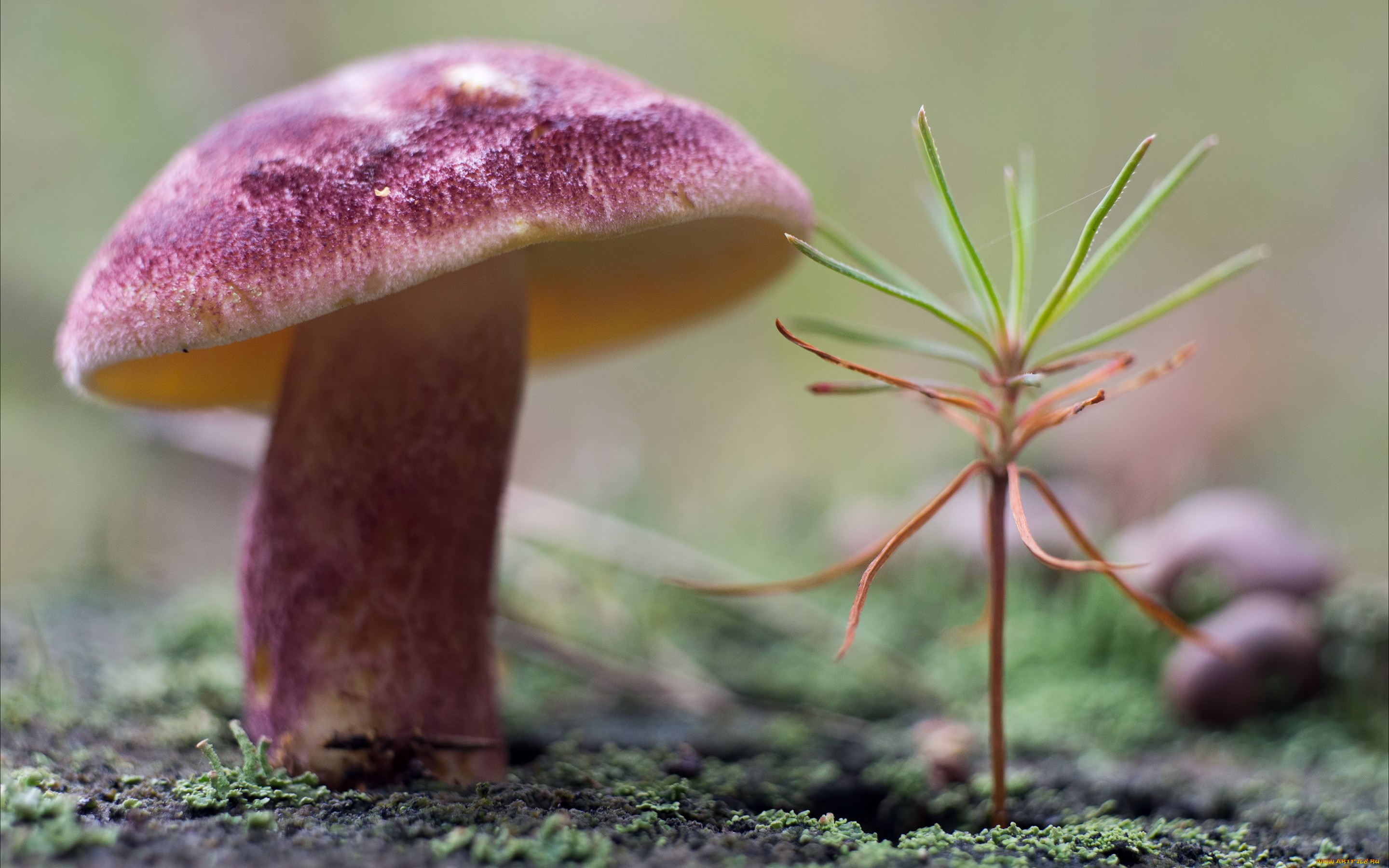 природа, грибы, мох, растение, гриб