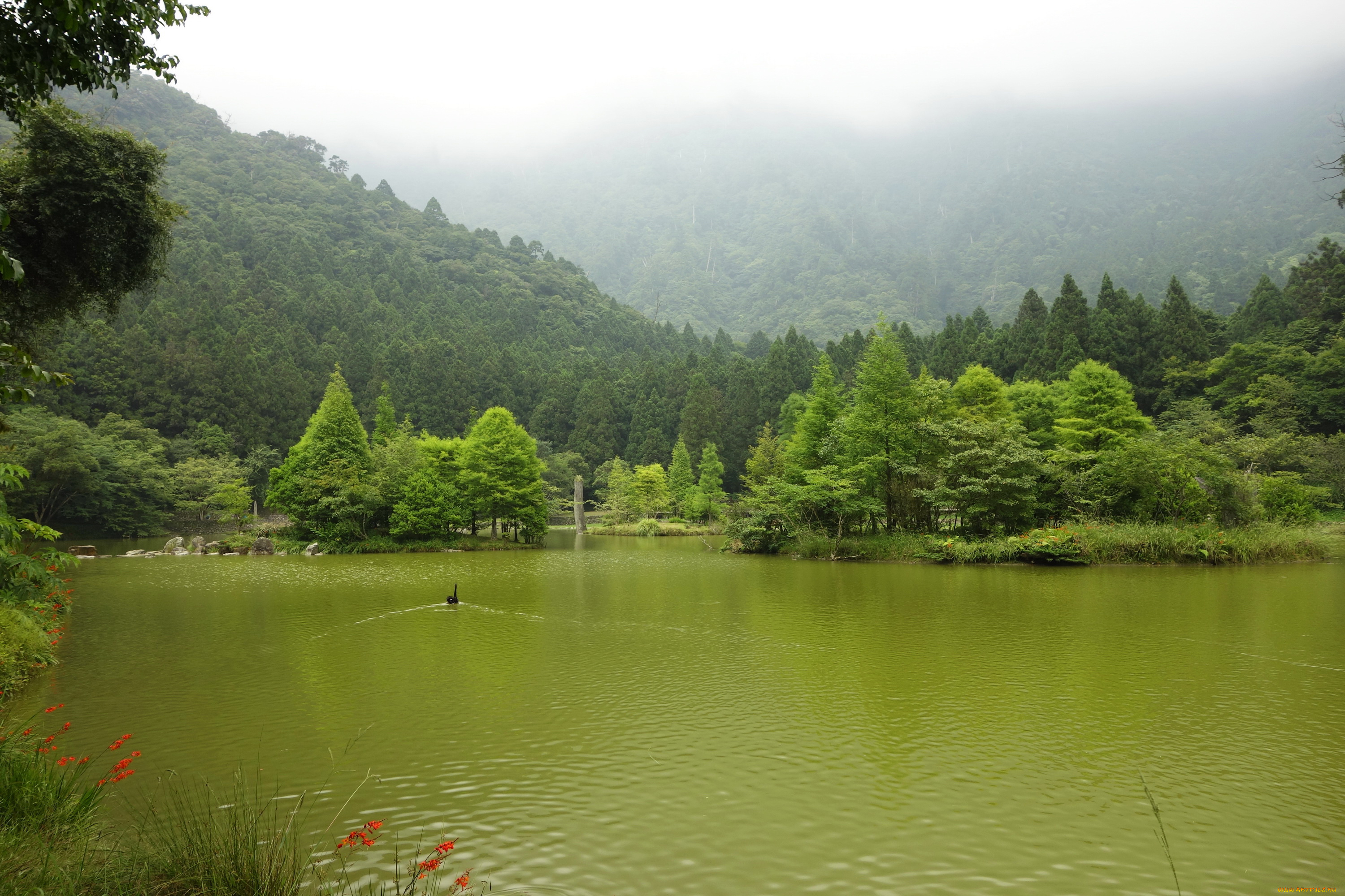 тайвань, природа, реки, озера, кусты, деревья, река, парк