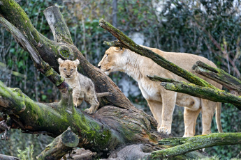 обоя животные, львы, мама