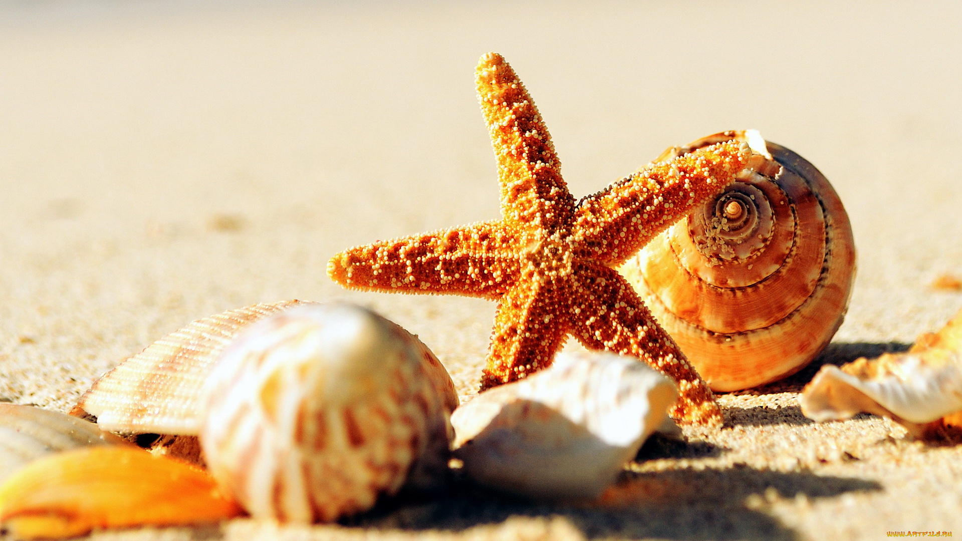 разное, ракушки, , кораллы, , декоративные, и, spa-камни, песок, морская, звезда