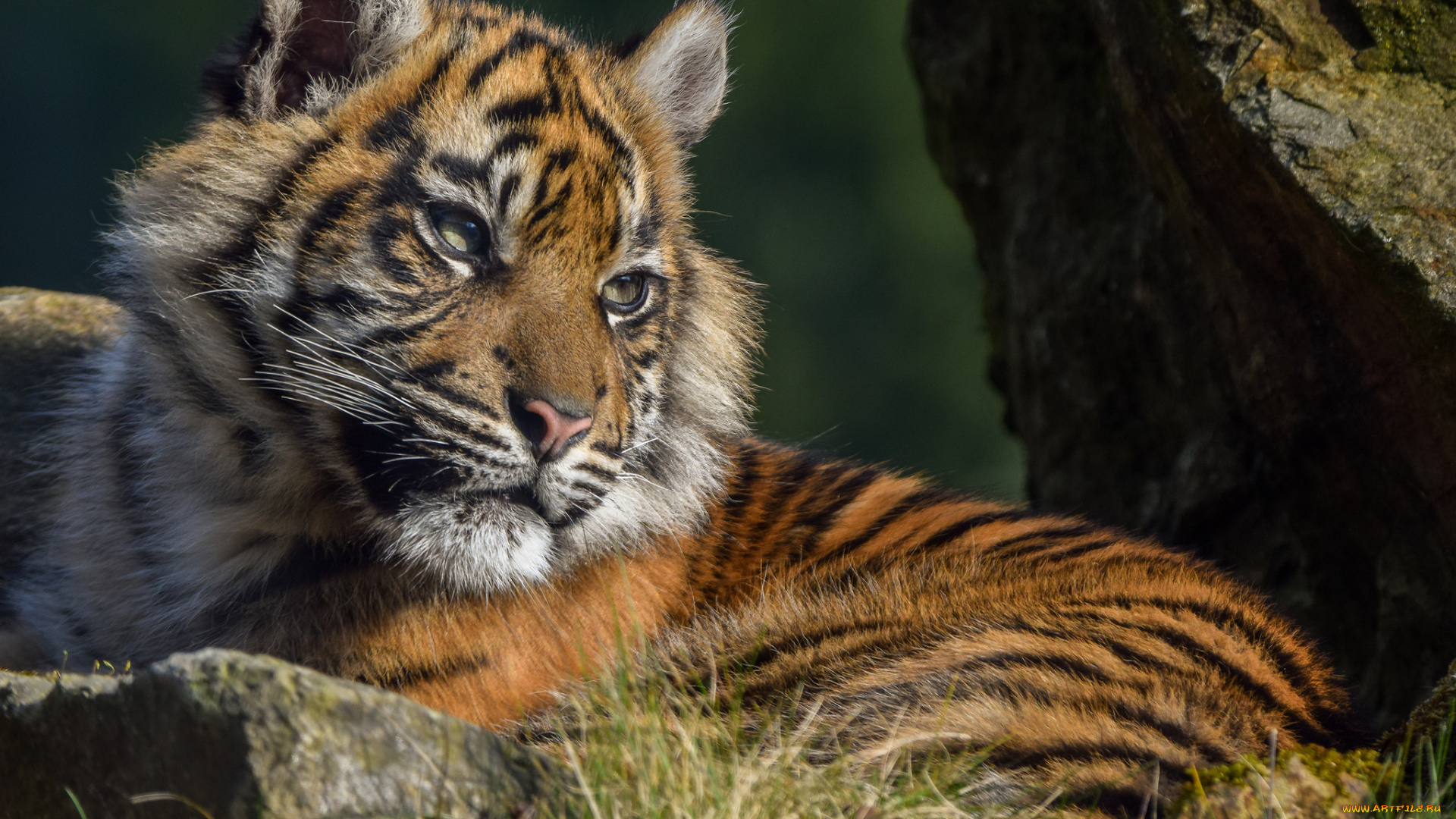sumatran, tigress, животные, тигры, тигренок