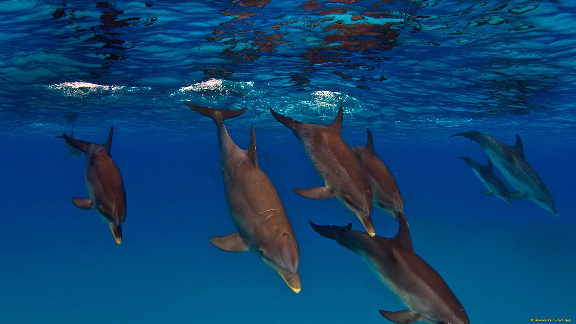 животные, дельфины, млекопитающие, подводный, мир