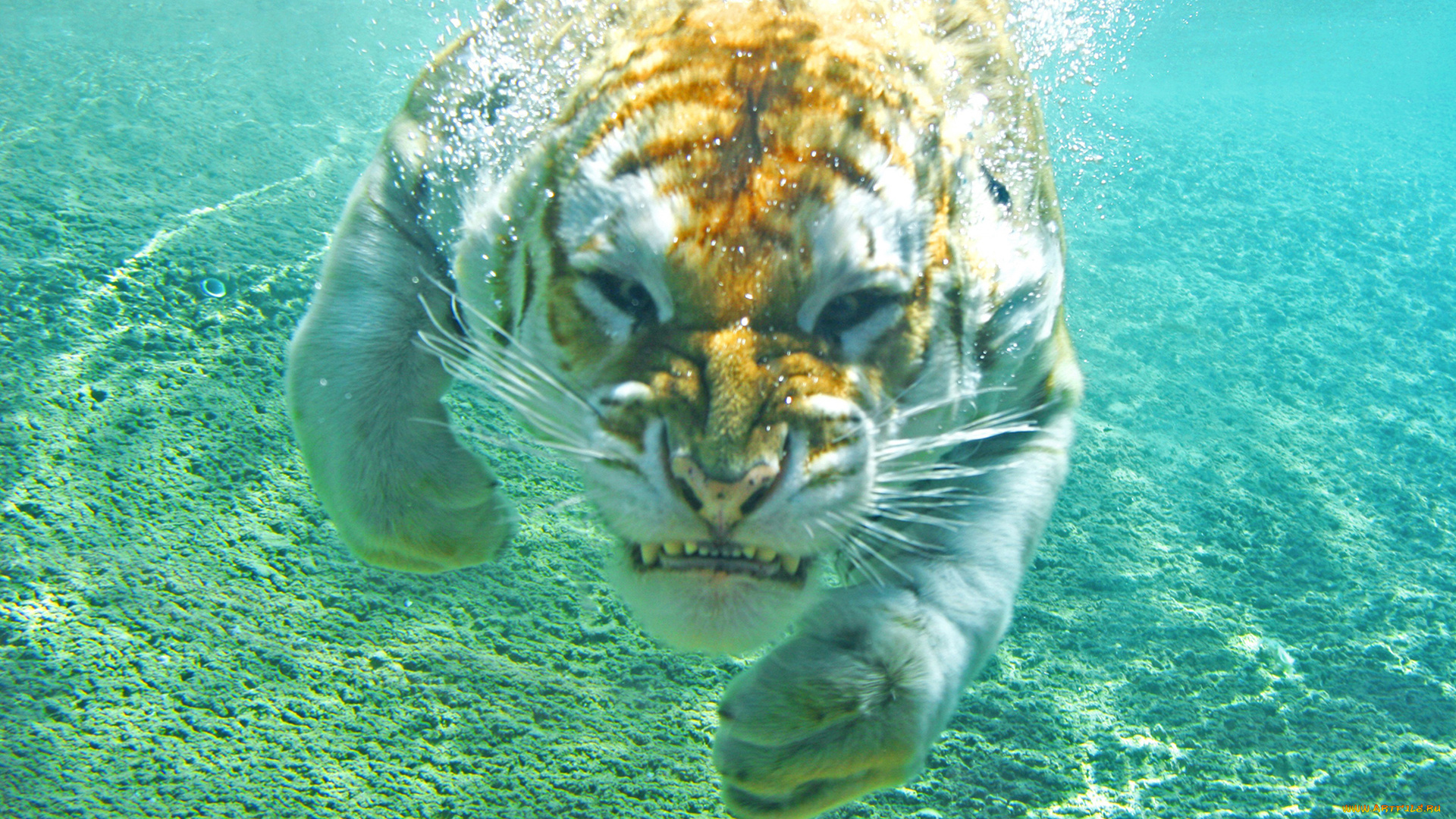 животные, тигры, животное, хищник, ныряет, купание, тигр