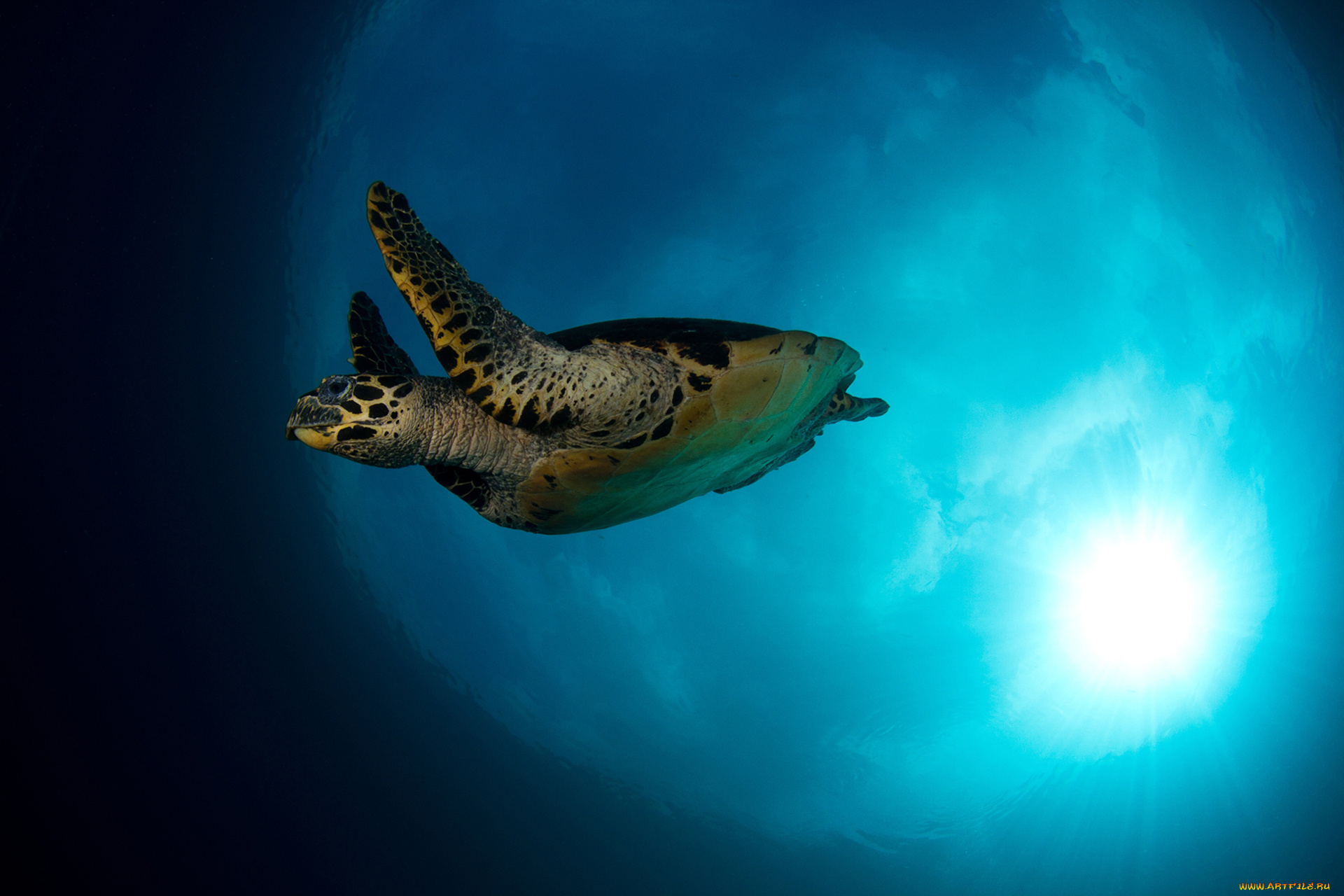 животные, Черепахи, подводный, мир, черепаха