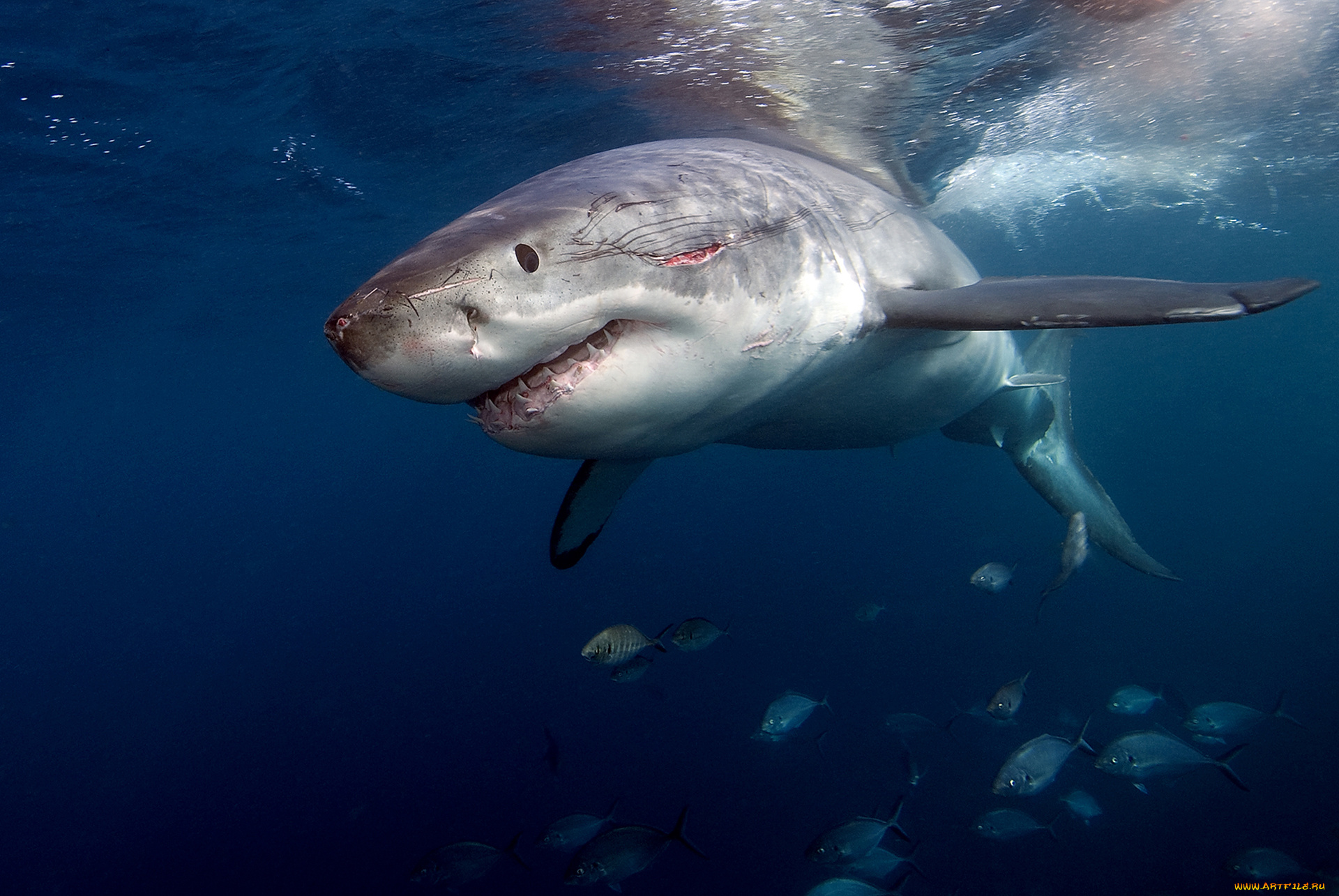 shark, животные, акулы, рыбы, море, хищник, акула