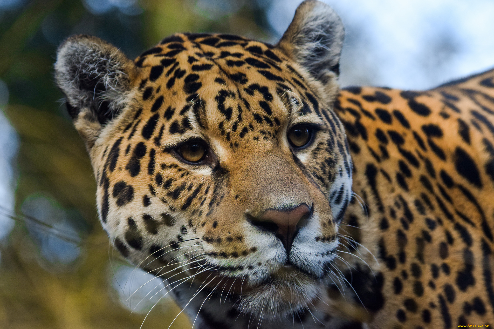 jaguar, животные, Ягуары, ягуар