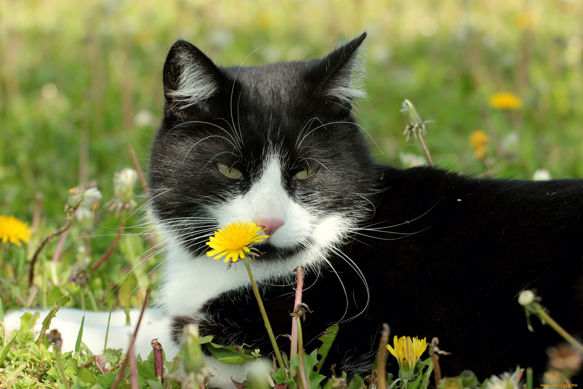 животные, коты, киса, коте, взгляд, усы, ушки, весна, луг, одуванчик, трава