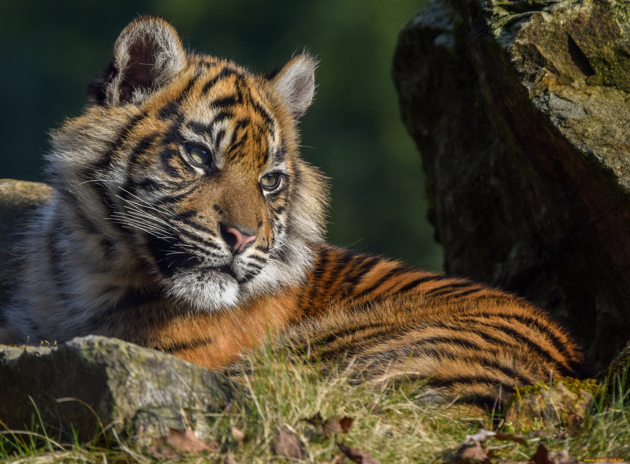 sumatran, tigress, животные, тигры, тигренок