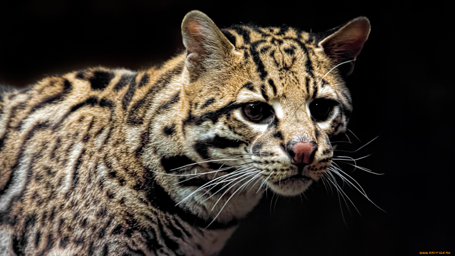 ocelot, животные, оцелоты, киса