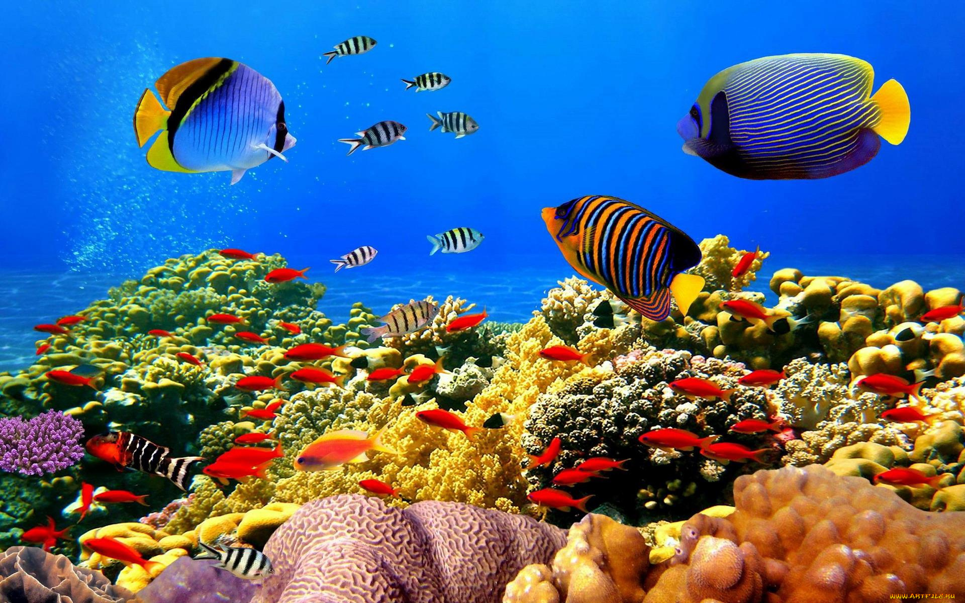 животные, морская, фауна, рыбы, кораллы, океан, дно, анемоны