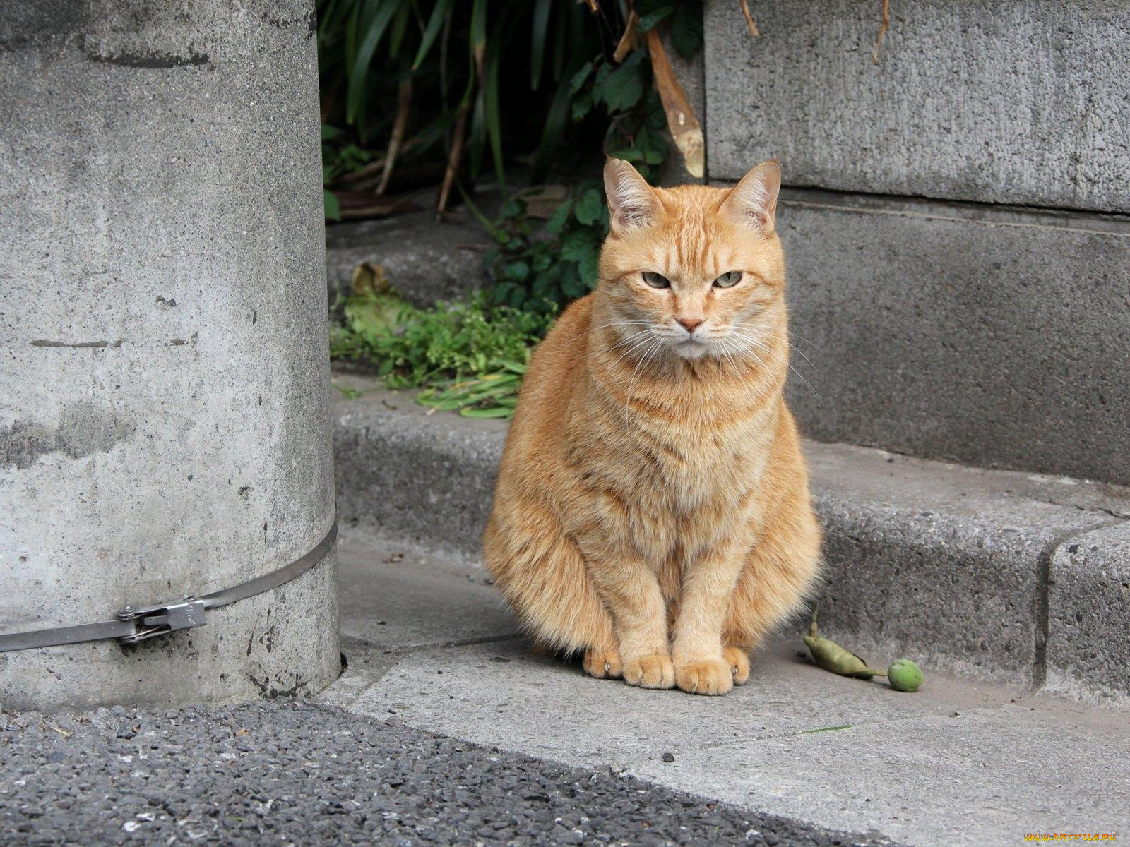 животные, коты