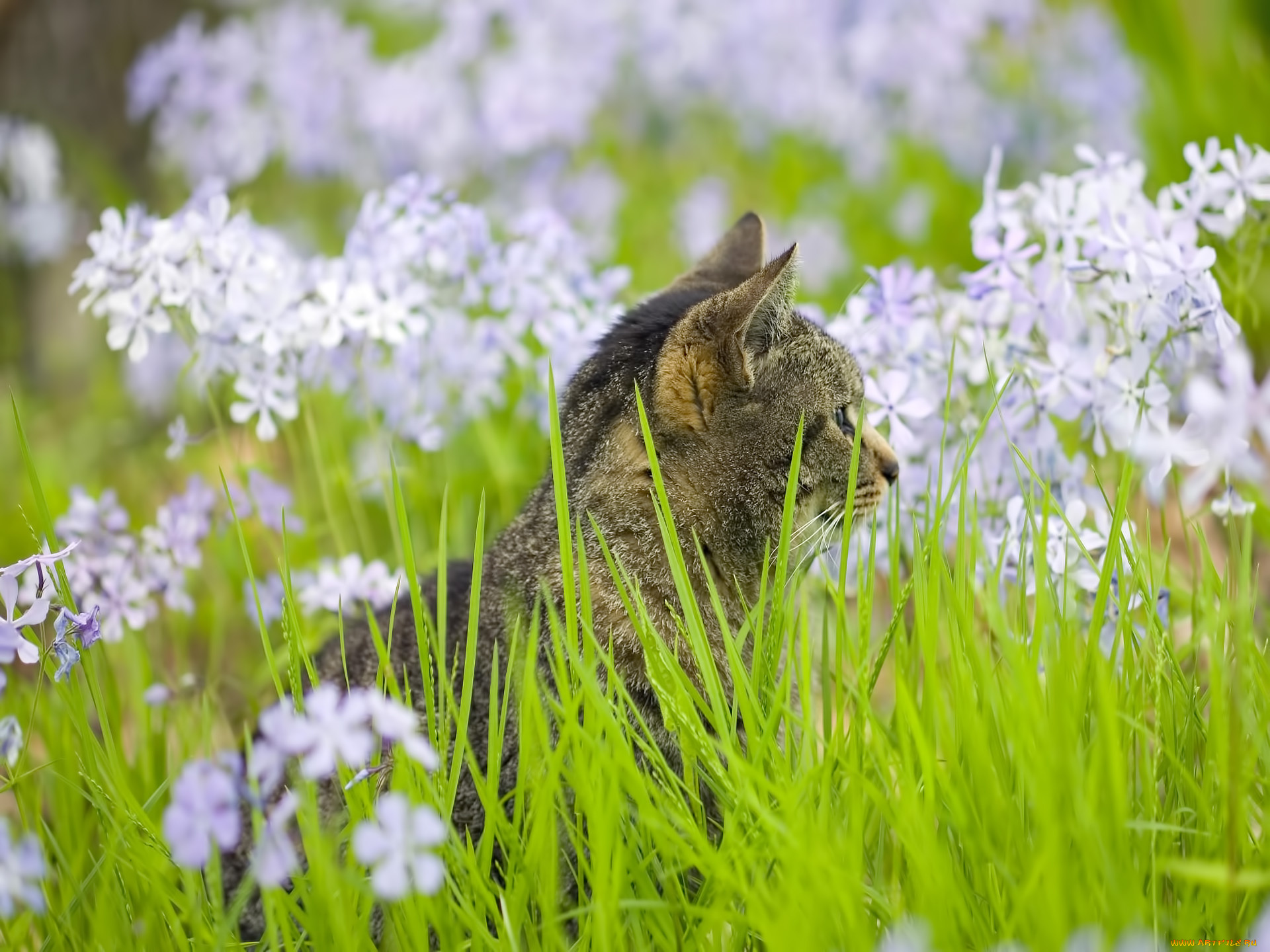 животные, коты