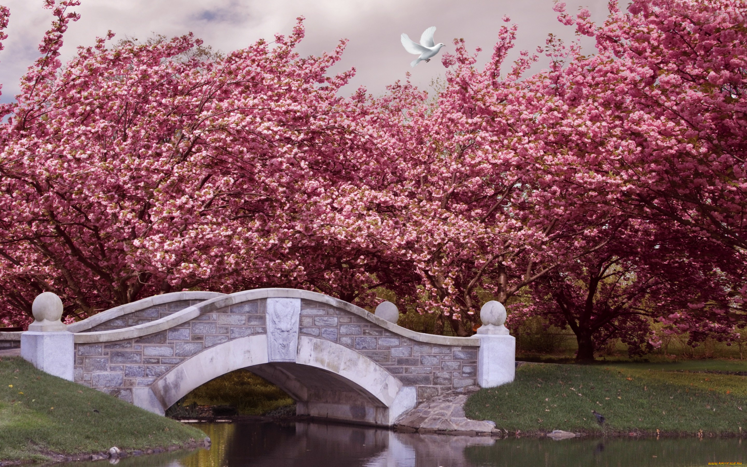 природа, парк, park, spring, blossom, pink, цветение, деревья, мост, река, сад, весна